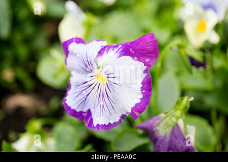 Colore viola pansy fiore con gocce di rugiada sulla sfocatura dello sfondo. Foto Stock