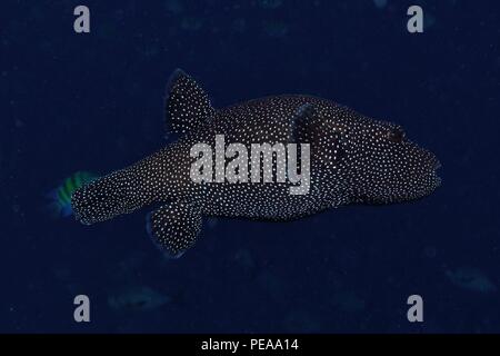 Arothron meleagris, guineafowl puffer, Weißpunkt-Kugelfisch, Malediven, Indischer Ozean, maldive, Oceano Indiano Foto Stock