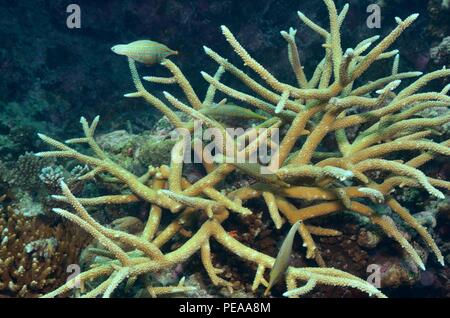 Harlekin-Feilenfisch, Arlecchino, filefish Oxymonacanthus longirostris, Malediven, Indischer Ozean, Maldive, Oceano Indiano Foto Stock