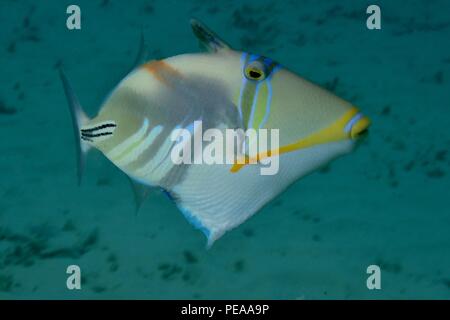 Gemeiner Picasso-Drückerfisch, laguna pesci balestra, pesci balestra picasso, Rhinecanthus aculeatus, Malediven, Indischer Ozean, Maldive, Oceano Indiano Foto Stock