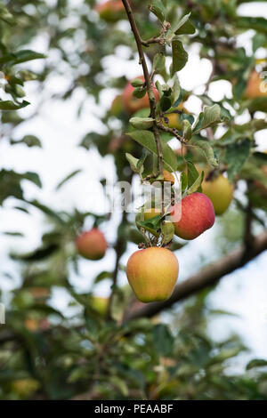 Malus domestica 'Royal Norfolk. Le mele sulla struttura ad albero in agosto. Regno Unito Foto Stock