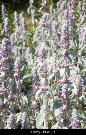 Agnelli orecchio (Stachys byzantina) cresce in Fife Scozia. Foto Stock