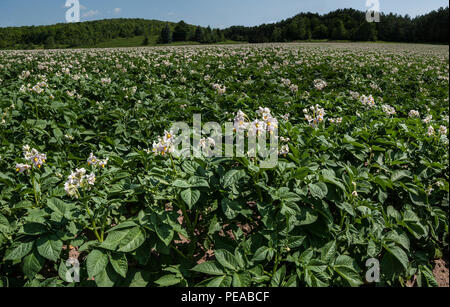 Il raccolto di patate in fiore: un campo di piante di patata fiorisce ai primi di luglio in agriturismo in Michigan centrale. Foto Stock