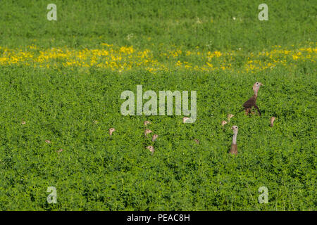 Un gregge di Wild Turchia (Meleagris gallopavo) giovani nascosto in un campo di erba medica. Foto Stock