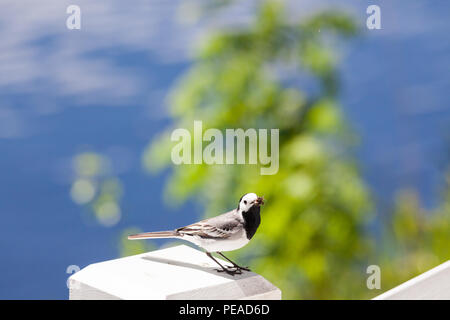 Wagtail con insetti nel becco Foto Stock