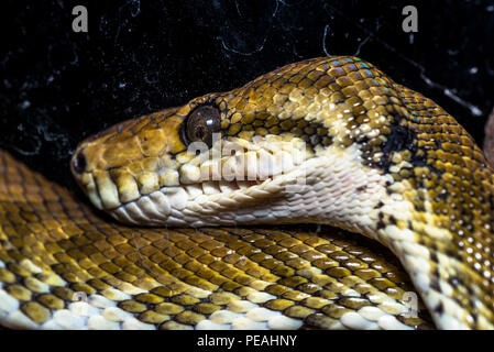 Tree Boa testa di serpente close up immagine presa in Panama Foto Stock