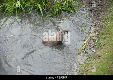 Una Capybara (Hydrochoerus hydrocaeris) in habitat paludoso. Foto Stock