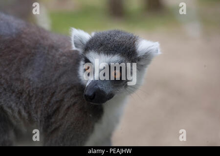 Un Lemur dalla coda ad anello (Lemur catta) dal Madagascar guardando in lontananza. Foto Stock