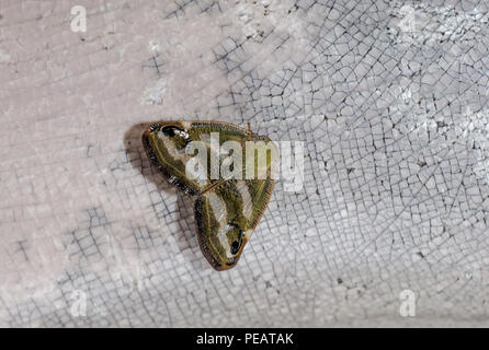 Piccolo giardino Ricania insetto japonica - Planthopper giapponese Foto Stock