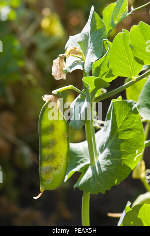 Piselli da giardino, da poco in poi, visibili attraverso la cialda di piselli. Foto Stock