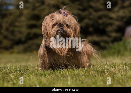 Shih Tzu Cane su verde Foto Stock