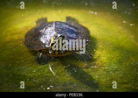 A becco giallo slider turtle (Trachemys scripta scripta) Foto Stock