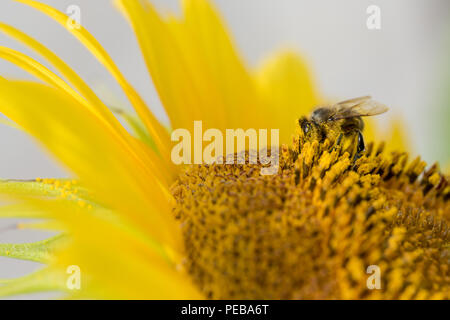 Harbin, Harbin, Cina. 14 Ago, 2018. Harbin, CINA-Girasoli blossom a Binjiang di zone umide in Harbin, a nord-est della Cina di Heilongjiang provincia. Credito: SIPA Asia/ZUMA filo/Alamy Live News Foto Stock