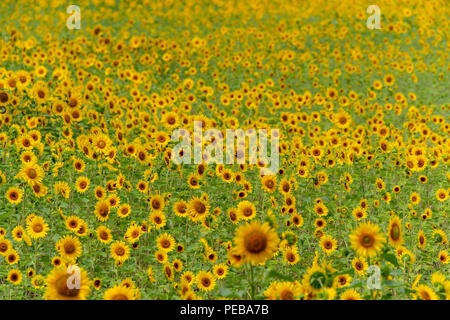 Harbin, Harbin, Cina. 14 Ago, 2018. Harbin, CINA-Girasoli blossom a Binjiang di zone umide in Harbin, a nord-est della Cina di Heilongjiang provincia. Credito: SIPA Asia/ZUMA filo/Alamy Live News Foto Stock