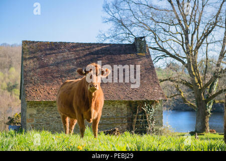 Limousin mucca nel verde paesaggio francese con stalla e fienile Foto Stock