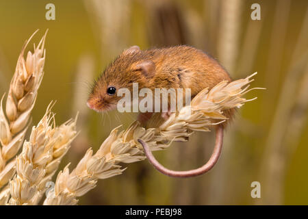 Micromys minutus o Harvest Mouse nel campo di grano Foto Stock