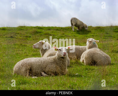 Pecore in appoggio in erba Foto Stock