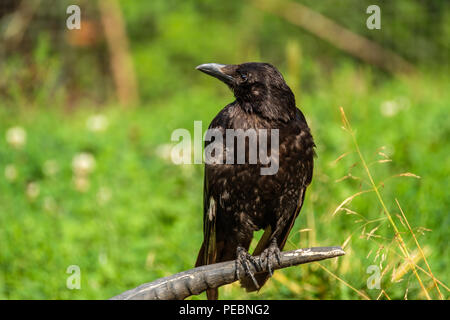 Crow è seduta su un corno di un animale morto Foto Stock