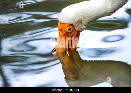 Cicogna lattea con il suo lungo becco arancione nell'acqua e la sua riflessione Foto Stock