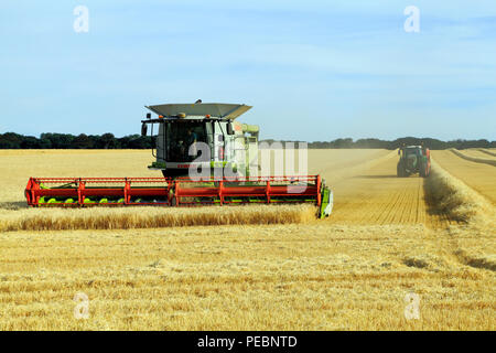 Orzo, campo, il raccolto, trincia semovente, macchina, Mietitrebbia Claas Lexion 760, l'agricoltura, il raccolto, il raccolto di mais, Foto Stock