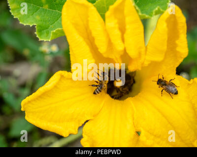 Fiore di zucchine con api. Impollinazione dei fiori. Zucchine in crescita su un orto. Foto Stock