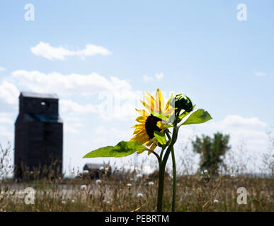 Close up di un giallo e marrone fiore di girasole con un vecchio, abbandonati di elevatore della granella in background. Foto Stock