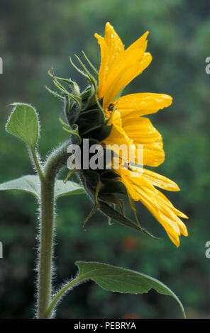 VISTA LATERALE DI UN GIRASOLE (HELIANTHUS ANNUUS) AUSTRALIA. Foto Stock