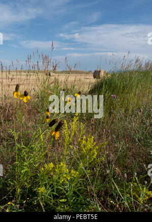 Close up della scopa scozzese, giallo Prairie Coneflowers e Thistle con campo e balle di fieno in background. Cirrus nuvole nel cielo blu sono sopra. Foto Stock