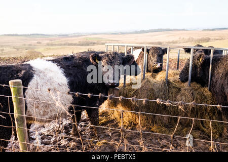 Belted Galloway vacche al Castello Askerton Estate in Cumbria in inverno. Foto Stock