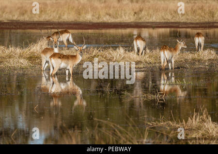 Impala spesso stare in ginocchio-acqua profonda quando mangiare perché rende più difficile per un predatore di intrufolarsi in alto su di loro Foto Stock