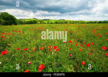 La molla prato pieno di papaveri, Pienza, Val d'Orcia, Toscana, Italia Foto Stock