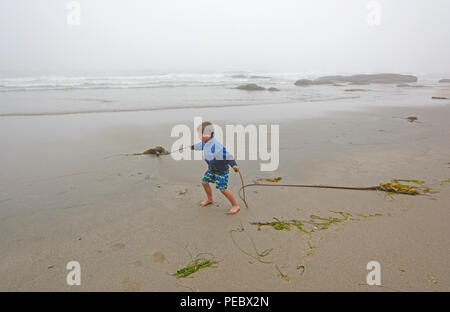 Giovane ragazzo giocando con Kelp sulla spiaggia nella nebbia sulla costa del Pacifico nei pressi di Charleston, Oregon Foto Stock