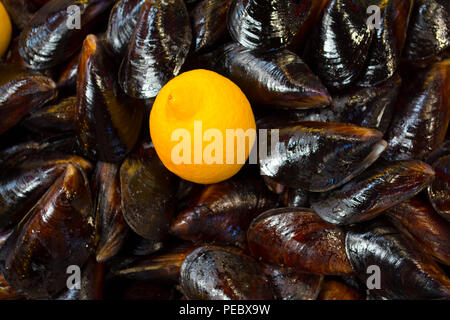 Cozze ripiene. Midye Dolma è un tipo di cucina mediterranea. Frutti di mare da besiktas e quartiere Eminonu, Turchia. È famoso cibo tradizionale con birra i Foto Stock