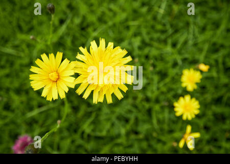 Gatti orecchio hypochaeris radicata giallo fiore selvatico che cresce in un campo in Irlanda Foto Stock