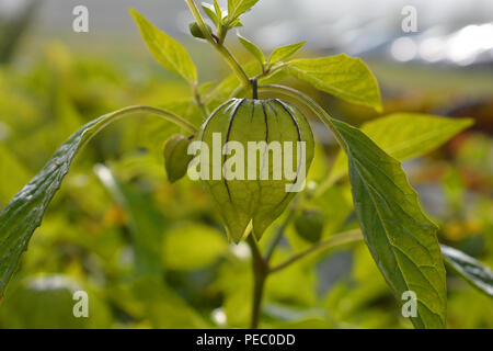 Cape gooseberry, Physalis peruviana, noto anche come terra peruviana ciliegia, Goldenberry, lolla ciliegia, Poha o Poha berry Foto Stock