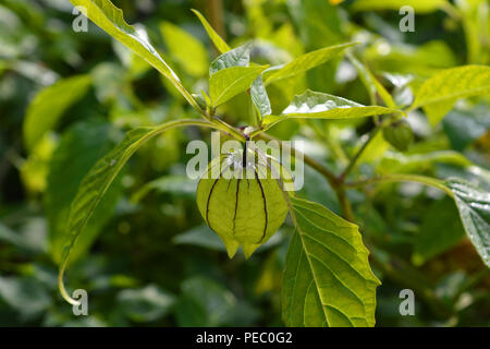 Cape gooseberry, Physalis peruviana, noto anche come terra peruviana ciliegia, Goldenberry, lolla ciliegia, Poha o Poha berry Foto Stock