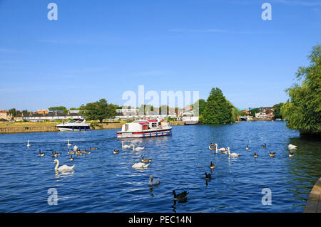 Piacere cruiser barca e quaglie sul Fiume Tamigi a Windsor, Berkshire, Inghilterra, Regno Unito Foto Stock