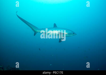 Ci sono tre specie di squali trebbiatrice tutti caratterizzati dall'inconfondibile forma allungata lobi superiore della loro pinna caudale. Questo uno, la pesca pelagica thresh Foto Stock