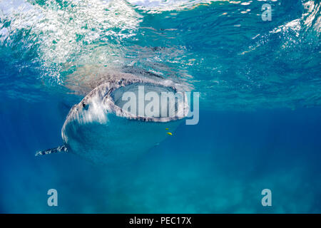 Un squalo balena, Rhiniodon typus, con la bocca aperta, l'alimentazione del filtro in corrispondenza della superficie, Filippine. Questo è il mondo più grande specie di pesci. Foto Stock