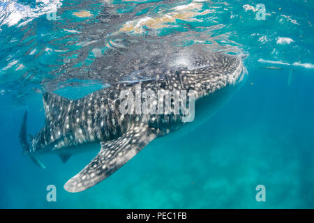 Un squalo balena, Rhiniodon typus, con la bocca aperta, l'alimentazione del filtro in corrispondenza della superficie, Filippine. Questo è il mondo più grande specie di pesci. Foto Stock