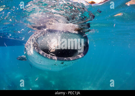 Un squalo balena, Rhiniodon typus, con la bocca aperta, si nutrono di gamberetti in superficie, durante un commerciale di squalo balena incontro per turisti, Oslob, Foto Stock