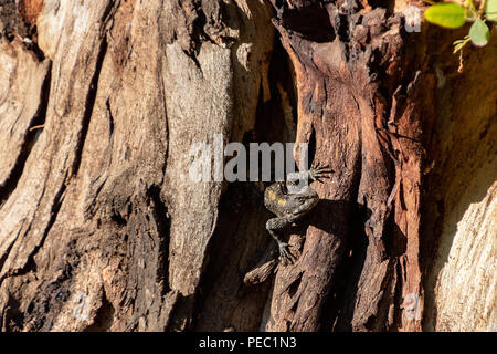 Giallo maculato lizard, Stellagama stellio, sul vecchio albero marrone in Yarkon park, Tel Aviv, Israele Foto Stock