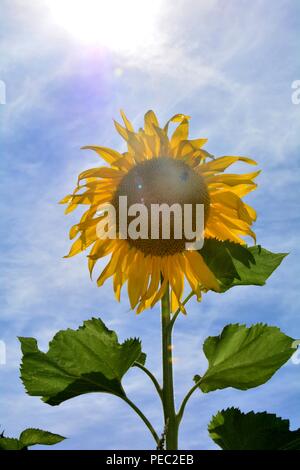 Girasole grande con la trasmissione via IR di sun sul campo Foto Stock