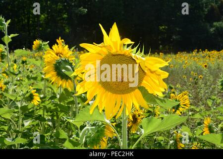 Grandi fiori di girasole sul sunflowerfield nel verde della natura Foto Stock