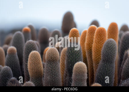 Cactus di Galápagos Foto Stock