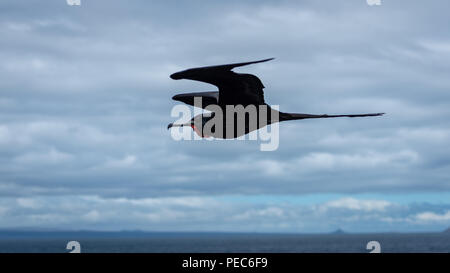 Magnifica fregata uccelli in volo Foto Stock