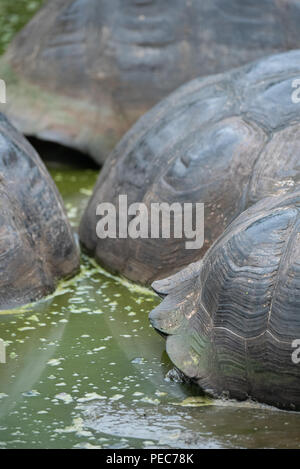 Close-up di gigante di gusci di tartaruga, Galápagos Foto Stock