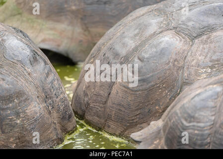 Close-up di gigante di gusci di tartaruga, Galápagos Foto Stock