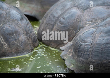 Close-up di gigante di gusci di tartaruga, Galápagos Foto Stock