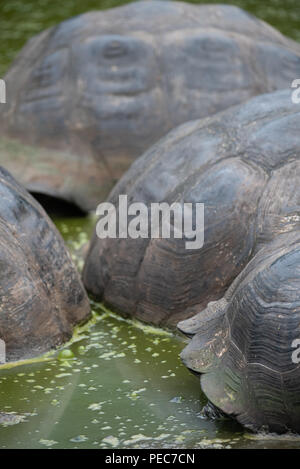 Close-up di gigante di gusci di tartaruga, Galápagos Foto Stock